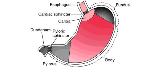 12 Parmak Bağırsağı İltihabı Belirtileri ve Tedavisi