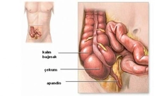 İnce Bağırsak Ne İşe Yarar?