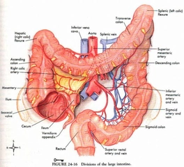İnce Bağırsak Bölümleri Nelerdir?