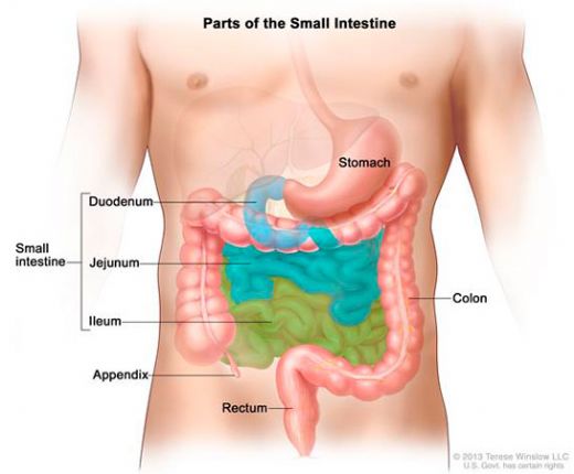 Bağırsak Enfeksiyonu Bitkisel Tedavi