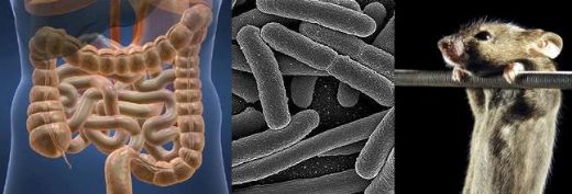 Bağırsak Florası Görevleri Nelerdir?