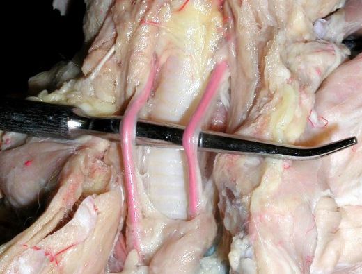 Bağırsak Mikrobu Belirtileri ve Tedavisi