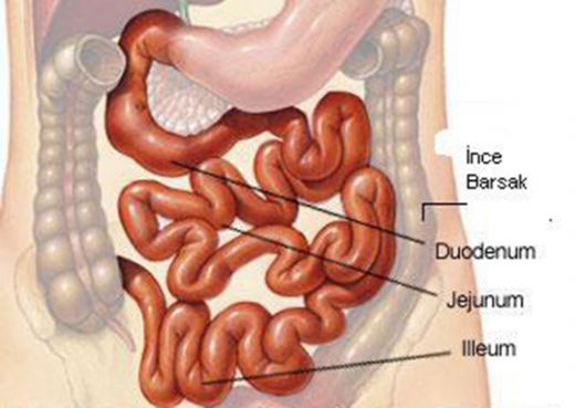 Bağırsak Sistemi Görevleri