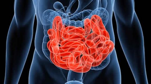 İnce Bağırsak Görevleri Nelerdir?