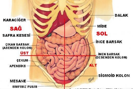İnce Bağırsak Anatomisi ve Yapısı
