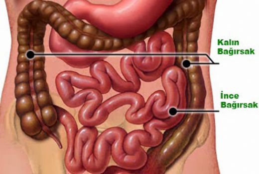İnce Bağırsak Görevi Nelerdir?