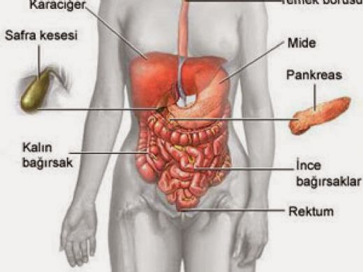 İnce Bağırsak Hastalıkları Belirtileri ve Tedavisi