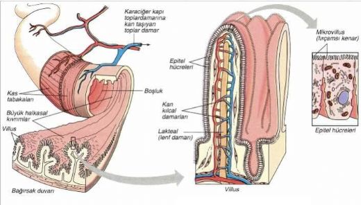 İnce Bağırsakta Emilim Gerçekleşir mi?