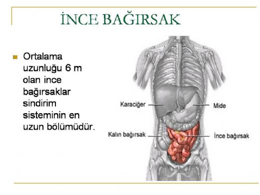 İnce Bağırsakta Sindirimi Görevleri
