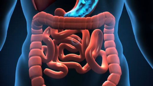 İnsan Bağırsağı Kaç Metredir?