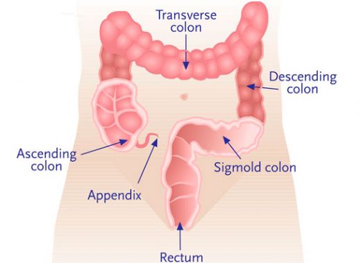 Kalın Bağırsağın Görevi Nelerdir?